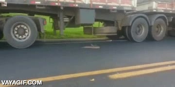 serpiente,camion,trailer,atacar,ruedas,suerte que no la pisa