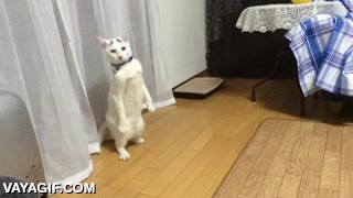 gato,robot,pacific rim,caminar,gigante