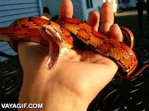 bostezo,bostezar,serpiente,abrir la boca