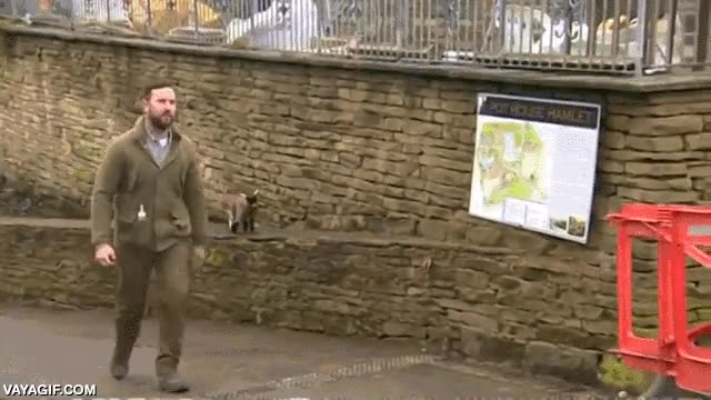 hombre,cabra,pasear,mascota,bebe,cría,cabrita