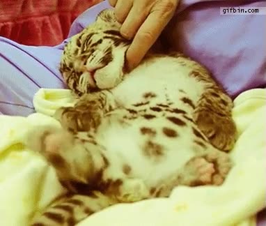 rascar,patita,acto reflejo,dormir,tocar,pata,leopardo,cr&iacute;a