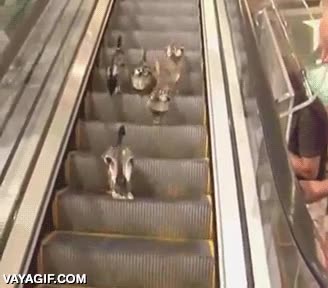 pato,patosos,subir,escaleras mecanicas,bajar,infinitas