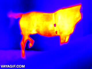 atizar,camara termica,cola,enfriar,caballo,refrigerar,calor