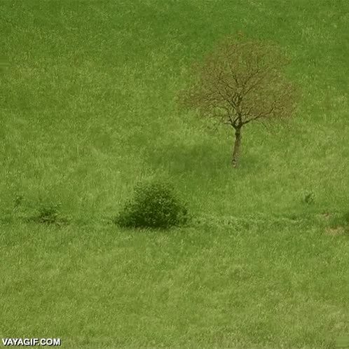 viento,hierba,cesped,arbol,plantas,olas,oleadas