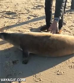 foca,leon marino,perro,de tierra,de agua,animales,playa,amigos