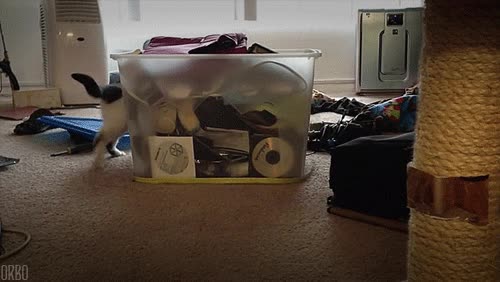 gato,perseguir,cinta metrica,caja,alrededor,dar vueltas