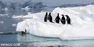 ping&uuml;inos,iceberg,hielo,saltar,fail,chocar,torpeza,torpes