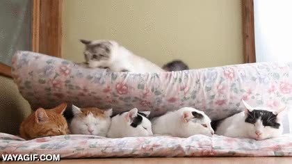 gatos,gato,bocata,sandwich,colchon,aplastar