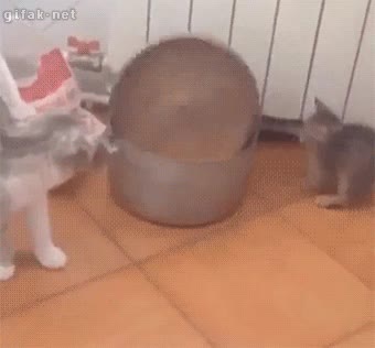 gato,gatito,olla,dar la vuelta,girar