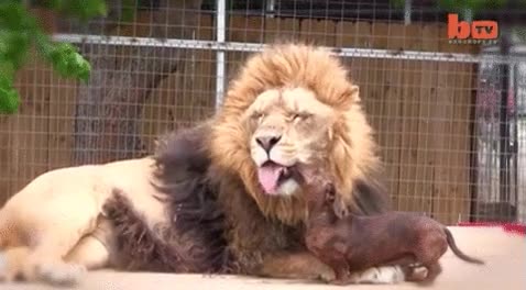 perro salchicha,si hay hambruna se lo come y ya está,limpiar,dientes,dentadura,león