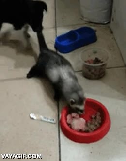 Creo que a este perrito no le gustan los intrusos, especialmente los que se comen su comida intruso,huron,perrito,perro,cachorro,arrastrar,morder,cola,plato,comida