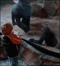 gorila,llevarse,hijo,madre,mala influencia,jugar,venga niño pa casa