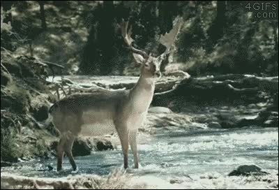 ciervo,refrescarse,la venganza de bambi,agua