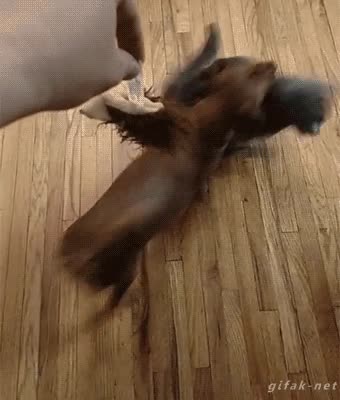 perro,gato,lo mando a volar,humano,peluche,apartar,empujar