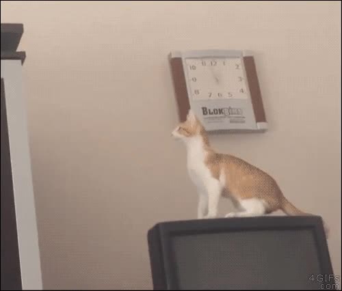 Vale, ahora solo he de subir a esa estantería, lo tengo todo controlado al suelo,resbalar,gato,tele,fail,salto,saltar