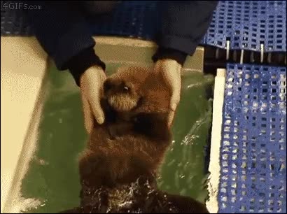 nutria,cachorro,nadar,enseñar,sin madre,huerfano,pobrecito