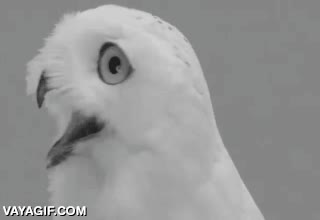 examen,estudiar,buho,lechuza,sorpresa,cara,flipar,olvidar