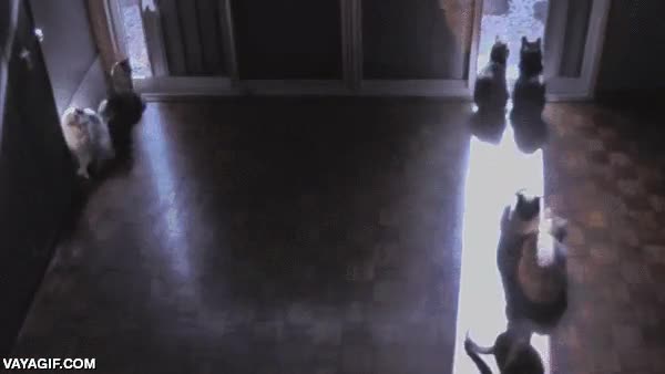 reloj de sol,calorcito bueno,gatos,moverse,segun la hora,ventana