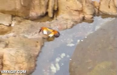 pulpo,cangrejo,salir,por la roca,cazar,eso no me lo esperaba