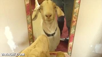 cabra,espejo,mirarse,se da un beso y todo,flipar,reflejo
