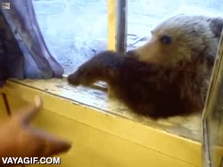 rusia,oso,dar de comer,por la ventana,como entre verás que divertido