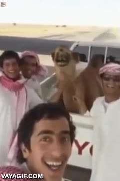 sonrisa,arabes,camello,sonreir,dromedario