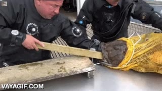 rape,aprender,pez,morder,tienen dientes como agujas,pescado