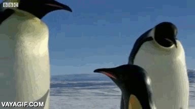 ping&uuml;inos,teledirigido,camara,sereta,oculta,grabar,robot,documental,ping&uuml;ino