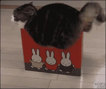 gato,gordo,no caber,caja,archivador,caer,fail