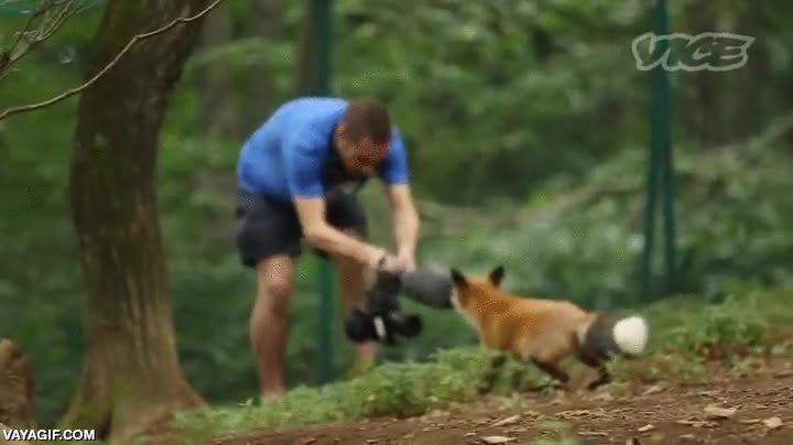 llevarse,esponja,zorro,quitar,morder,arrancar,me lo quedo,camara,microfono