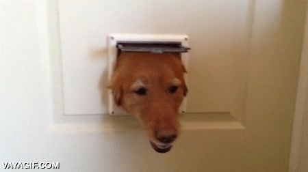 perro,perros,meter,cabeza,cambiar de color,ya s&eacute; que son diferentes perros