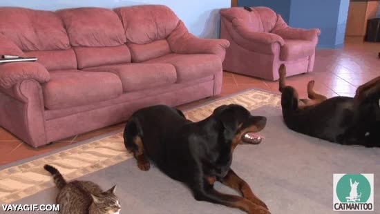perros,rottweiler,rodar,entrenador,adiestrar,adiestrador