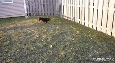 perro,jugar,sombra,valla,a cierta hora se queda sin juego