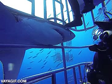tiburon,jaula,submarinistas,miedo,se llega a meter un poco m&aacute;s y la l&iacute;a