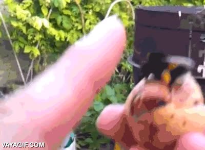 abejorro,high five,chocar,abeja