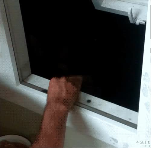 oso,ventana,de noche,gatta,oscuridad,oscuro