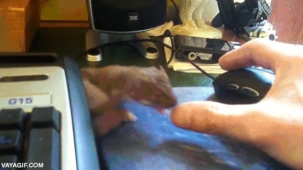 huron,mustela,cría,ratón,jugar,molestar,juguetón