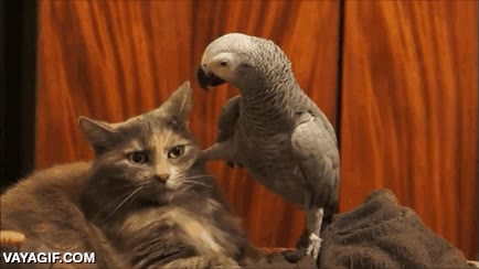 gato,loro,loro gris africano,atemorizado,miedo,muy chungo el loro
