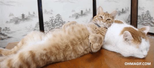 almohada,gato,tumbado,encima,dormir,abuson