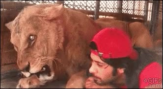 leona,enfadada,mala leche,tumbados,besitos dentro del enfado,leon