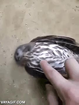 halcon,despertar,noche,loca,fiesta,despierto,pajaro,ave,sensacion,asustado