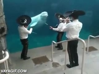 imagina que aparecen 3 peces con instrumentos y empiezan a cantar,mariachis,beluga,delfin,agua,flipar