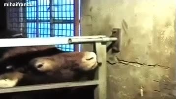 lengua,abrir,puerta,establo,cierre,vaca,libertad