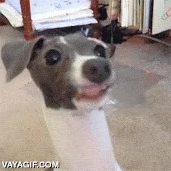 colgado,lengua fuera,grrr mlem,pantallazo azul