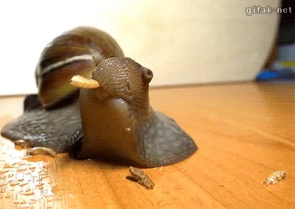 Enlace a ¿Alguna vez has visto a un caracol comiendo?
