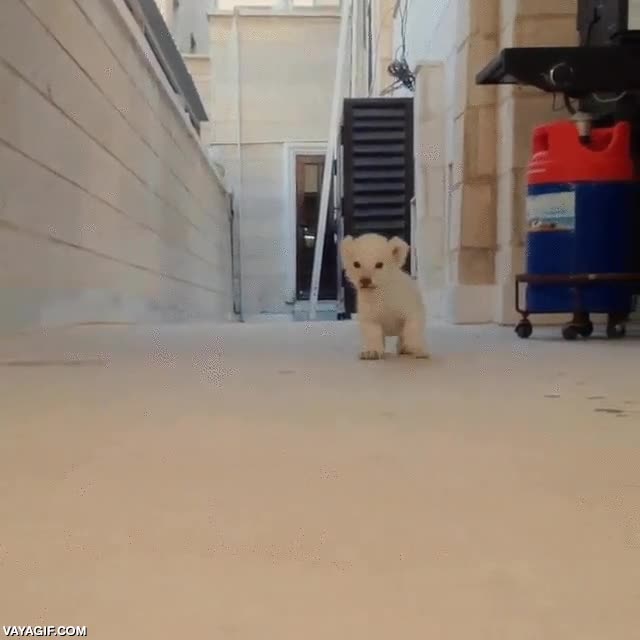 leon,cachorro,no puede ser el rey de la selva porque vive en la sabana,pero siempre se le ha dicho as&iacute;,adorable como un gatito