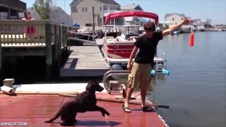 saltar,perro,al agua,a su bola,pasar del juguete,me da igual todo ya me tiro yo solo