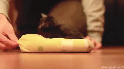 gatito,muy pequeño,cachorro,cojin arrastrar,gato
