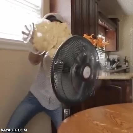 gato,bailar,gorro,mexicano,lanzar,tirar,ventilador,convertir,pringles