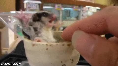 petauro,asustado,pobrecito,ardilla,voladora,taza